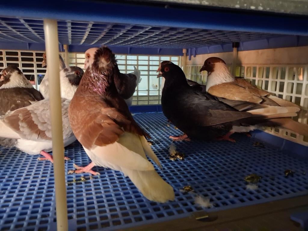 Duiven, Plusieurs animaux, Autres espèces