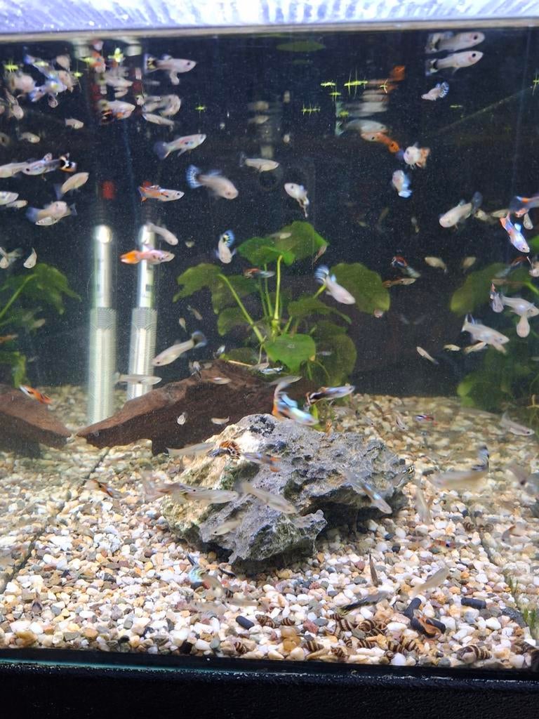 Endelers en guppen locatie maastricht