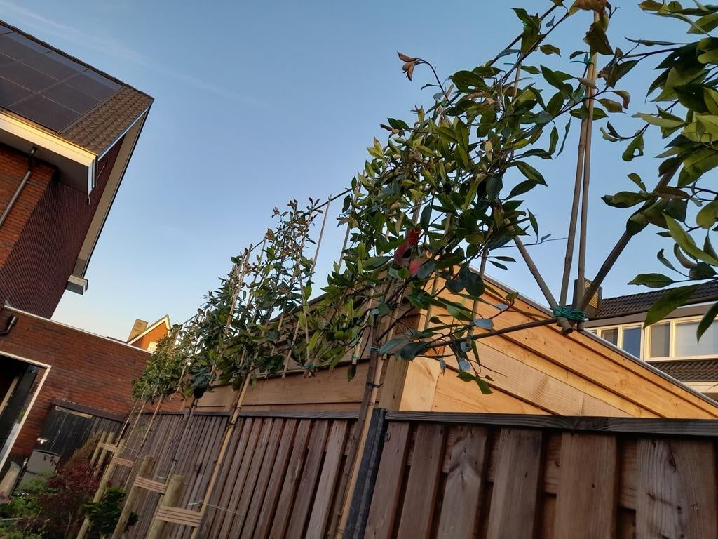 Leiphotinia glansmispel leiboom stamomtrek 6-8 cm, Tuin en Terras, Planten | Bomen, Ophalen, Winter, Leiboom