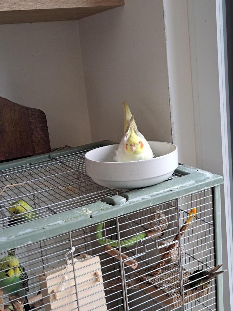 VERMIST valkparkiet, Dieren en Toebehoren, Mannelijk, Parkiet, Tam