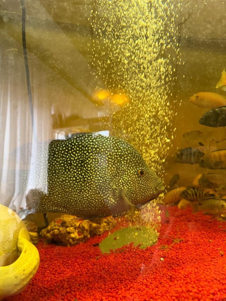 30 cm volwassen parelmoercichlide, Dieren en Toebehoren