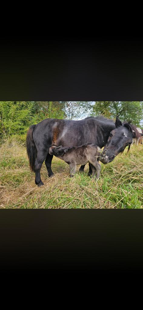Mère et poulain à vendre, Animaux & Accessoires, Avec puce électronique