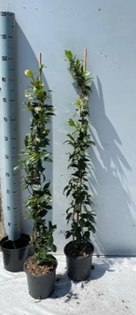 Trachelospermum jasminoides (gestokt)., Tuin en Terras, Ophalen