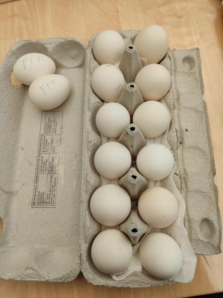 pluimvee, Sexe inconnu, Poule ou poulet