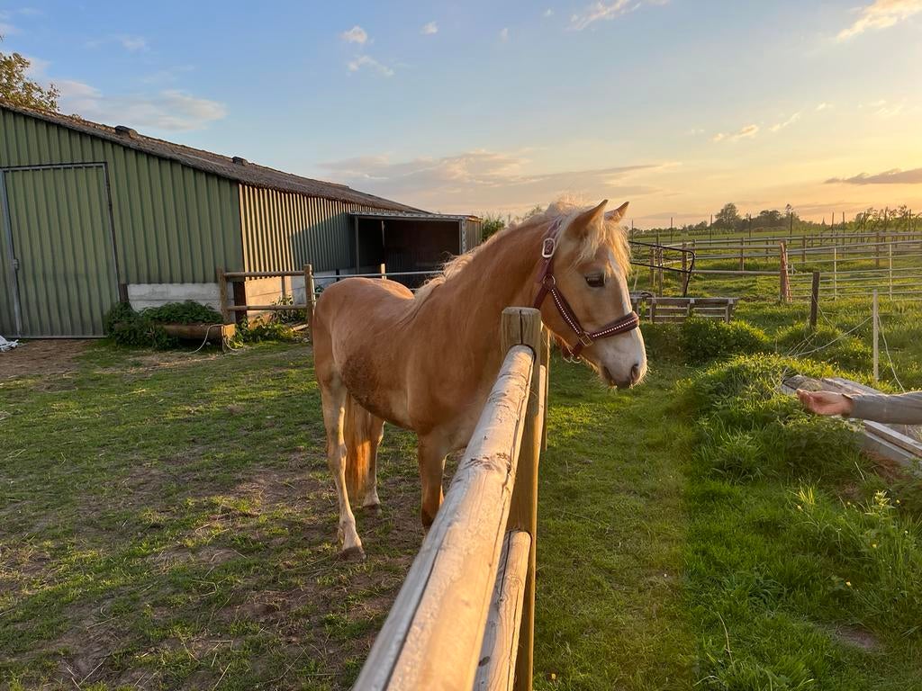 Haflinger, Dieren en Toebehoren, Hengst