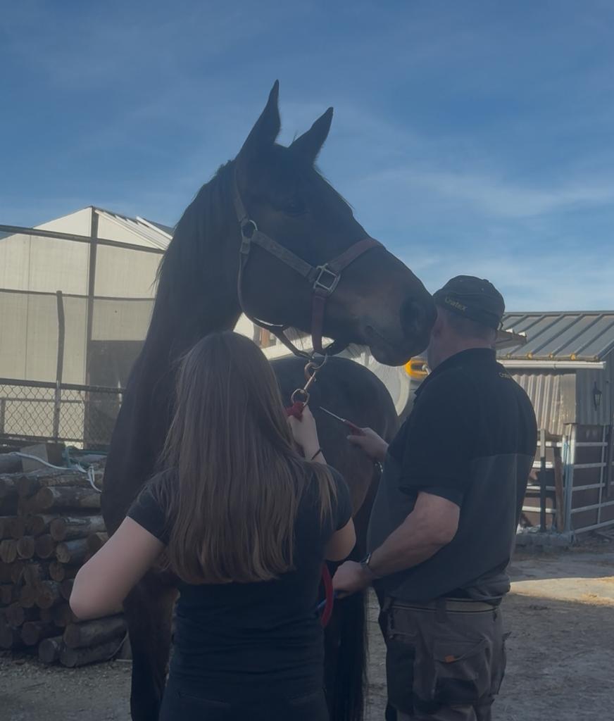 Iemand opzoek naar een bomproef en jong paardje?, Avec pedigree, L, Poney E (1.48 m - 1.57m), Poney de saut