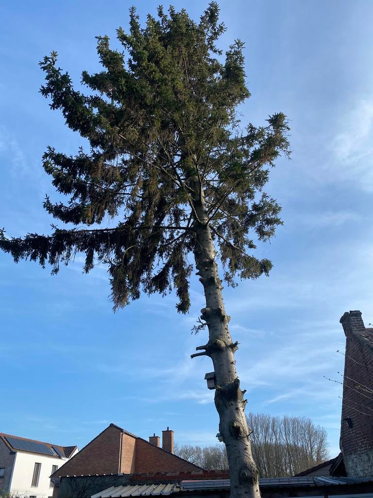 Gratis boom, Tuin en Terras, Ophalen