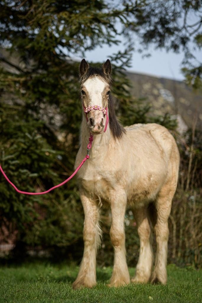POULICHE ISABELLE TRÈS CÂLINE – Moi, c’est Dun Lady, Animaux & Accessoires, Poney de récréation, Avec pedigree, L, 0 à 2 ans