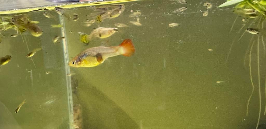 Guppys - guppen, Vis, Zoetwatervis