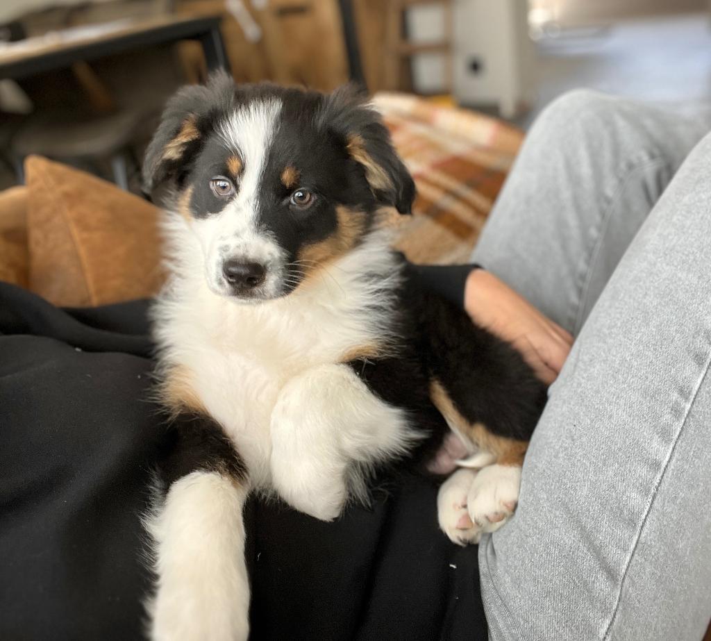 Beaux chiots bergers australiens, Animaux & Accessoires, Chien (mâle), Plusieurs, Hépatite contagieuse (maladie de Rubarth), Belgique