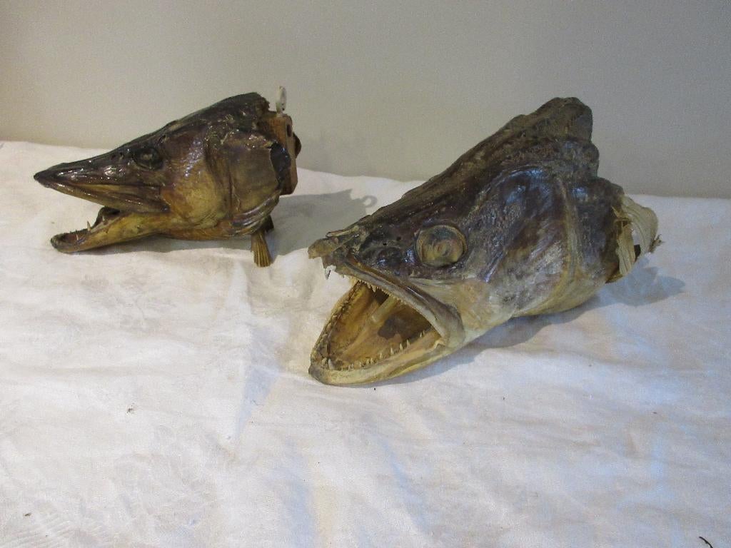 Taxidermie hoofd van snoek opgezette vis vintage maxi groot, Ophalen