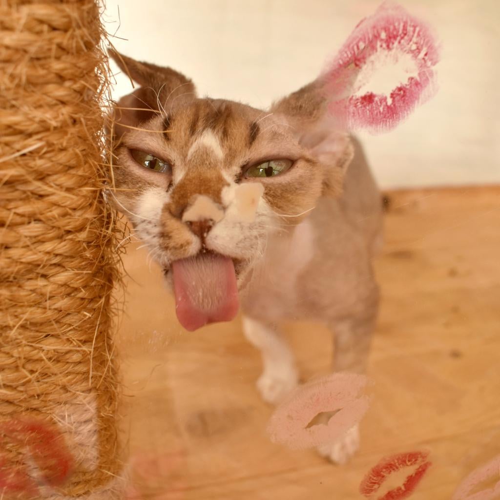 Sphynx en Devon rex, Dieren en Toebehoren, Meerdere dieren, Gechipt, 0 tot 2 jaar