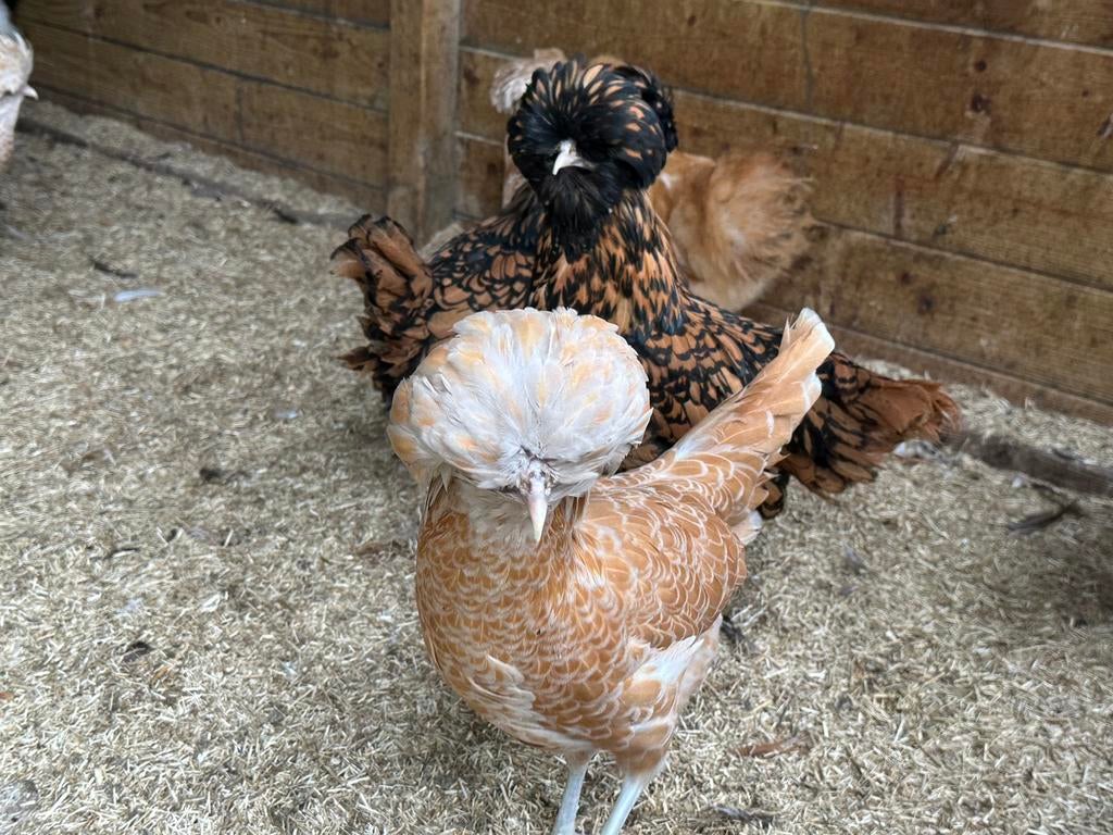 Padua , hollandse baardkuifhoen