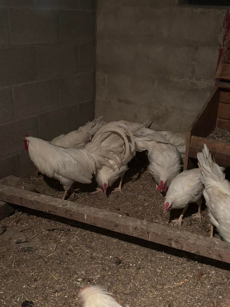 coqs Leghorn, Animaux & Accessoires