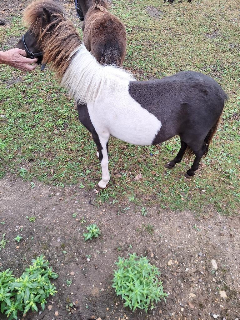mini paardje, Dieren en Toebehoren, Hengst