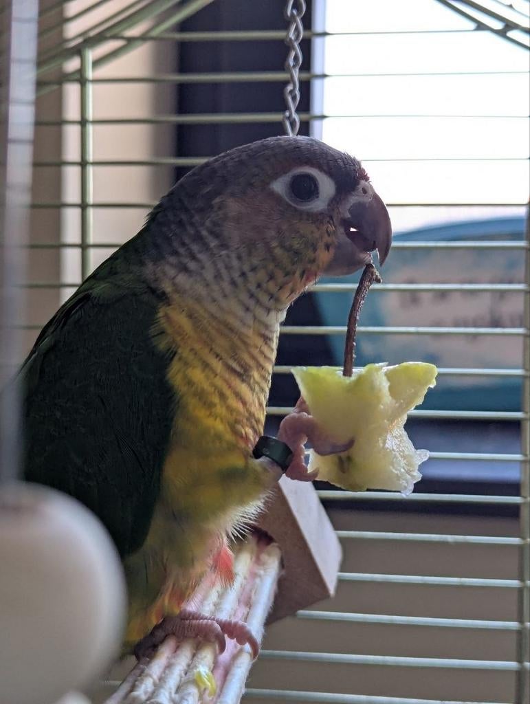 Handtam baby pyrrhura, Dieren en Toebehoren, Vogels | Parkieten en Papegaaien, Geslacht onbekend, Papegaai, Geringd