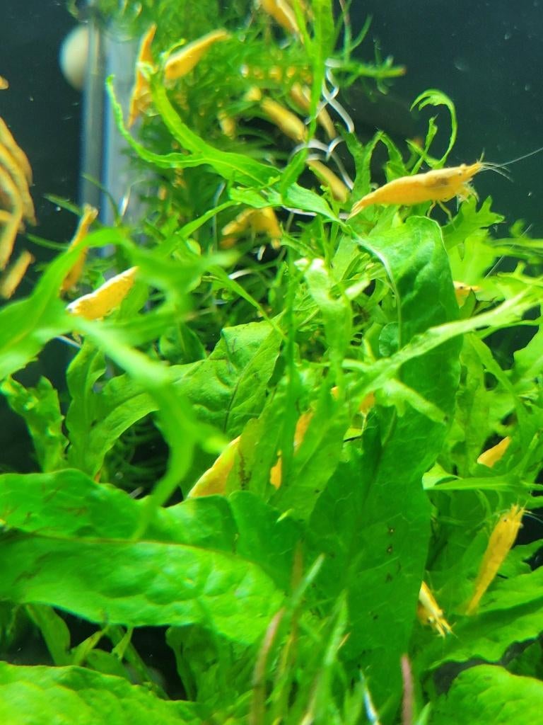 Hobbyaquarium  Citroen garnalen backstripe, Dieren en Toebehoren, Vissen | Aquariumvissen, Kreeft, Krab of Garnaal, Zoetwatervis