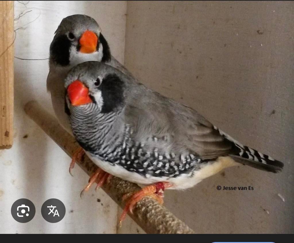 Zebravink zwartwang grijs koppel GEZOCHT, Dieren en Toebehoren, Vogels | Overige Vogels, Meerdere dieren