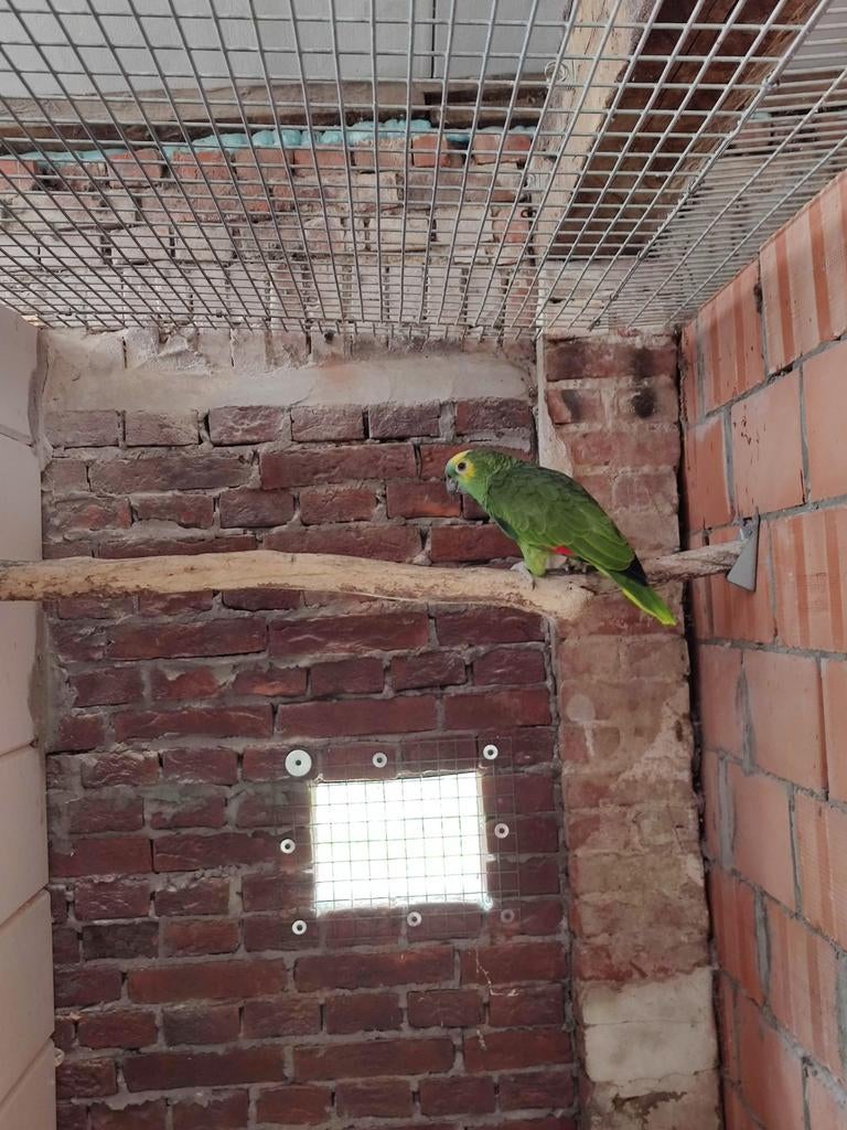 Blauwvoorhoofd amazone, Animaux & Accessoires, Oiseaux | Perruches & Perroquets, Domestique, Bagué