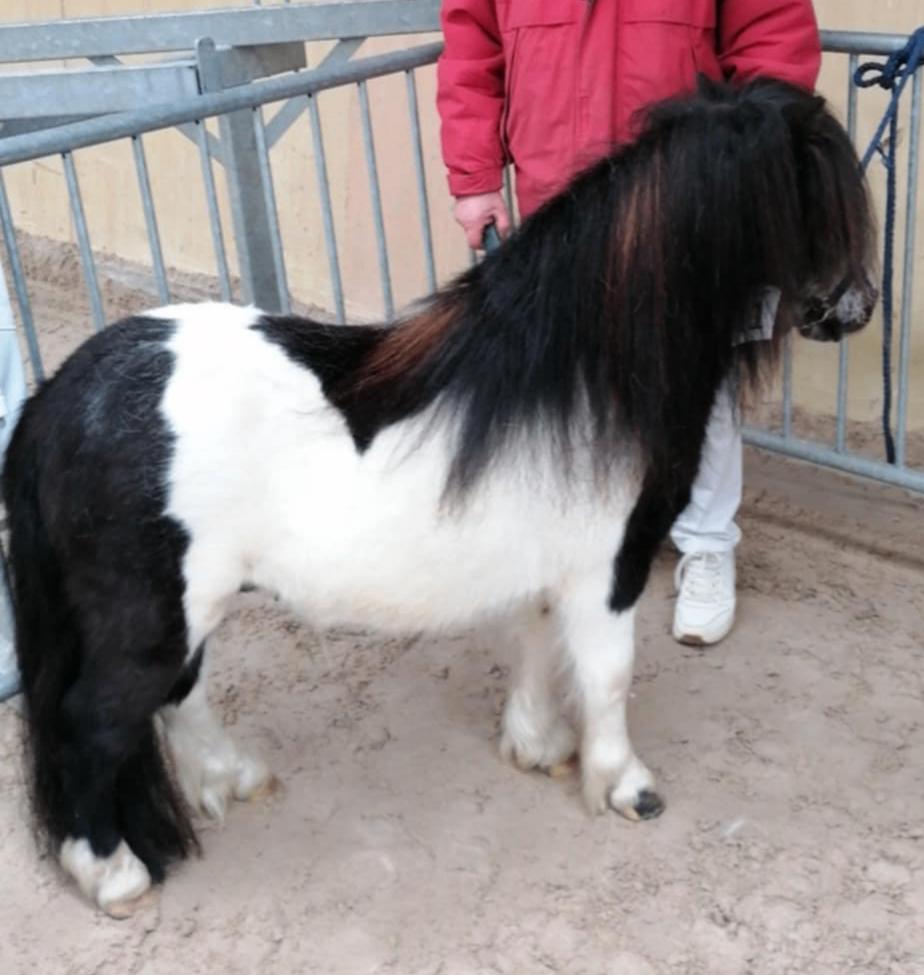 Goedgekeurde dekhengst te koop, Dieren en Toebehoren, Met stamboom, Niet van toepassing, Hengst, A pony (tot 1.17m)