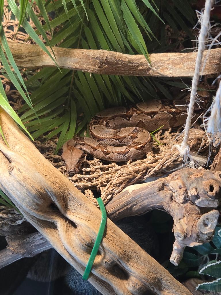 Boa constrictor, Dieren en Toebehoren, Reptielen en Amfibieën, Slang