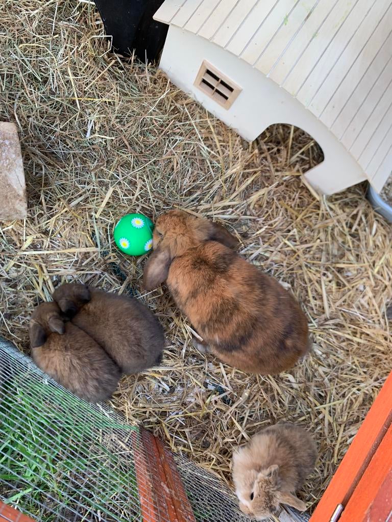 Gratis: 2 bruine dwergkonijntjes met langoren, Februari, Meerdere dieren, Overige typen, Tam