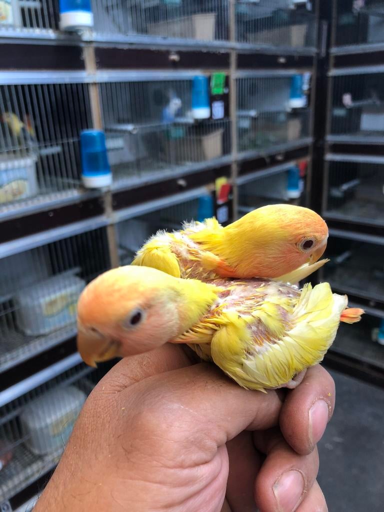 Lutino  dwergpapegaai, Dieren en Toebehoren, Vogels | Parkieten en Papegaaien, Tam