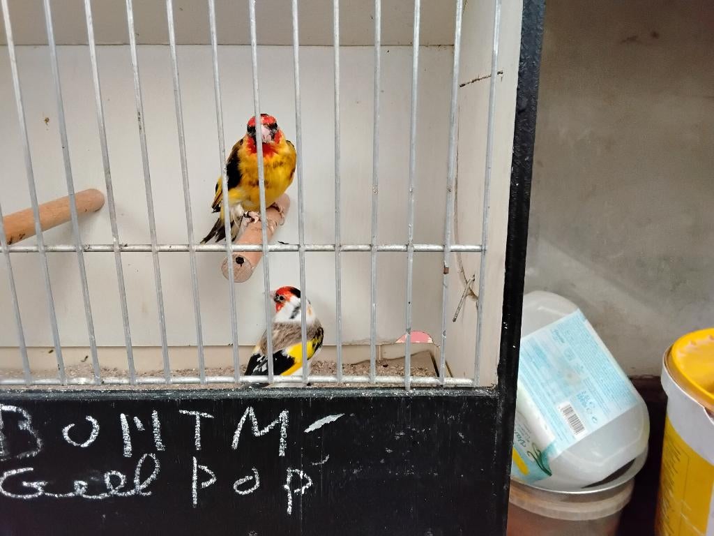 Distelvinken, Meerdere dieren, Geringd