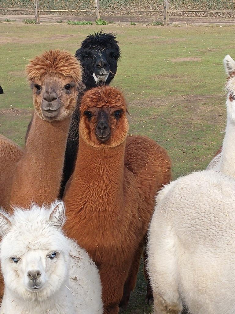 Donkerbruine alpaca hengst, Dieren en Toebehoren, Juli, Mannelijk