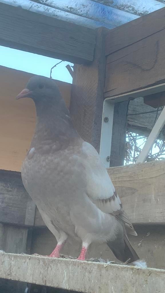 Jonge duiven, Dieren en Toebehoren, Geslacht onbekend, Overige soorten