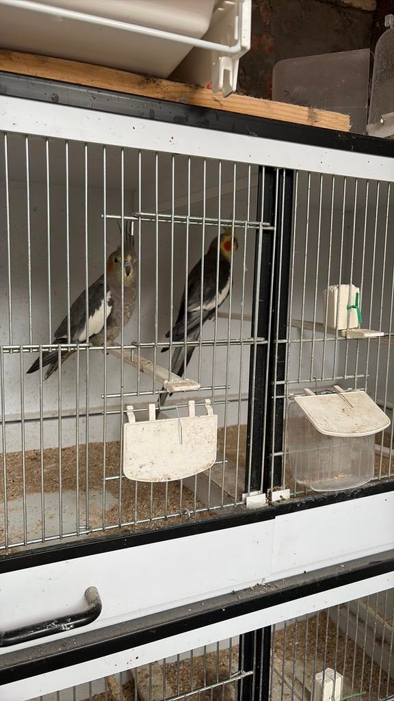 Koppel valkparkieten, Dieren en Toebehoren, Vogels | Kanaries