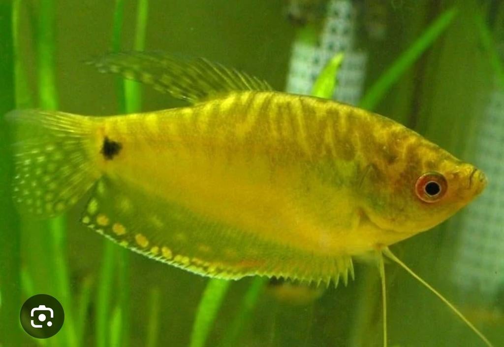 Groepje Goudgourami, Dieren en Toebehoren, Vissen | Aquariumvissen