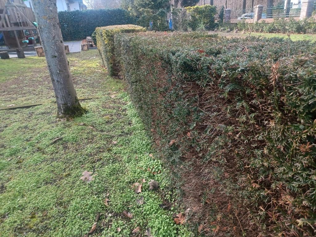 Taxus haag gratis, Ophalen, Taxus, Haag