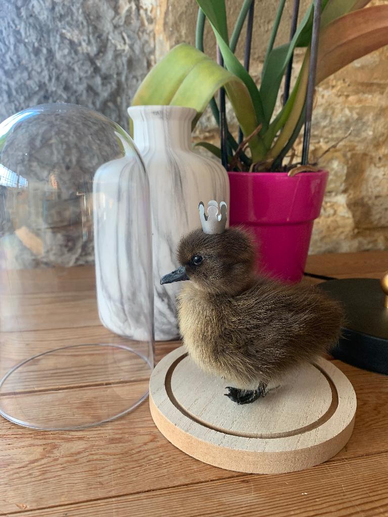 Taxidermie opgezet eendenkuikentje kroon onder stolp, Enlèvement ou Envoi, Neuf, Animal de ferme, Animal empaillé