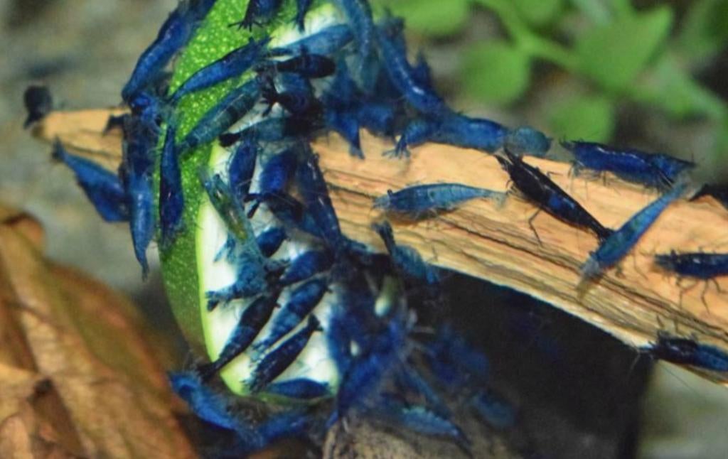 Blauwe garnalen op kraanwater 30 stuks €40