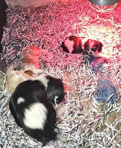cavalier king charles spaniel pups 13-11-25, Dieren en Toebehoren, Honden | Chihuahua's en Gezelschapshonden, Meerdere dieren