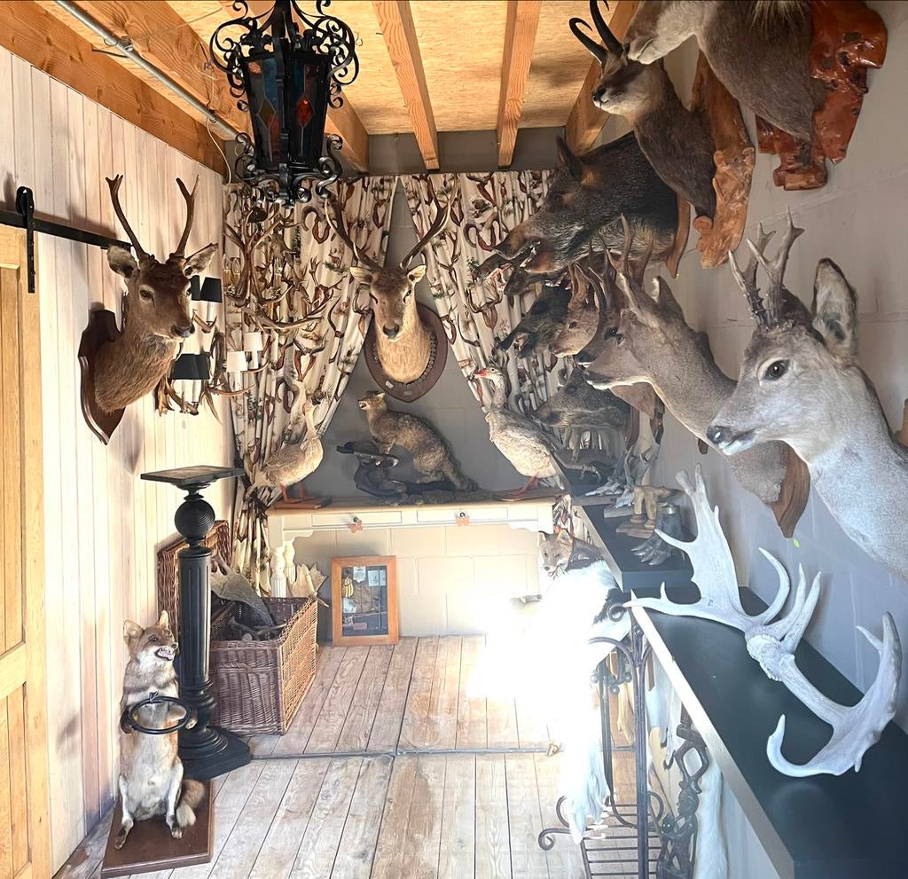 TAXIDERMIE - Mooie Opgezette Koppen !!!, Verzamelen, Ophalen of Verzenden, Gebruikt, Wild dier, Gewei of Kop