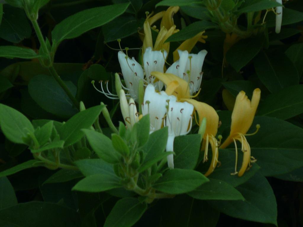 Chèvrefeuille - jeune plante grimpante et vivace., Été, Enlèvement, Mi-ombre, Plante fixe