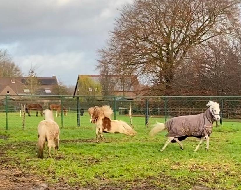 Paardenmest, Tuin en Terras, Aarde en Mest, Mest, Ophalen