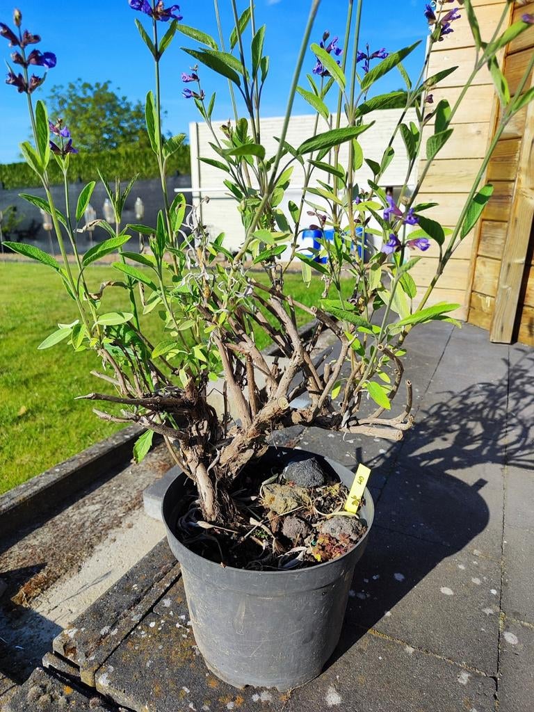 startplant bonsai salie, Tuin en Terras, Planten | Tuinplanten, Ophalen