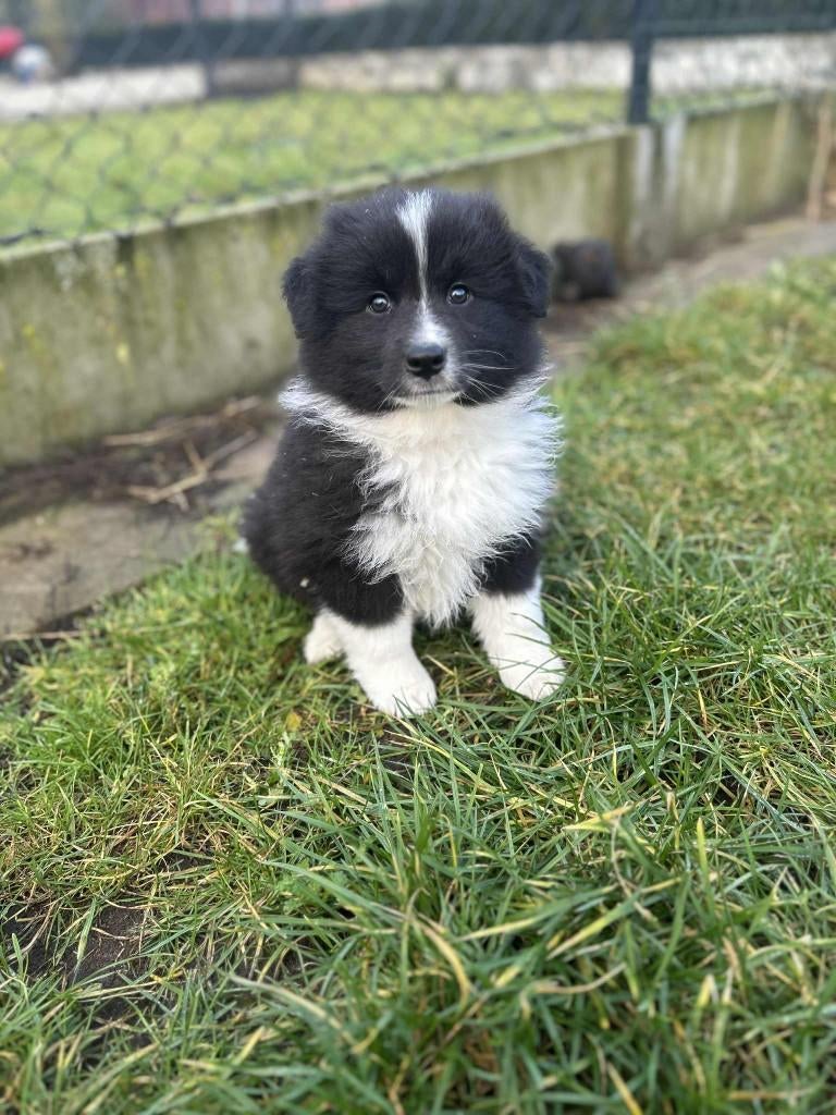 Des chiots bergers australiens sont nés chez nous, Animaux & Accessoires, Plusieurs, Hépatite contagieuse (maladie de Rubarth)