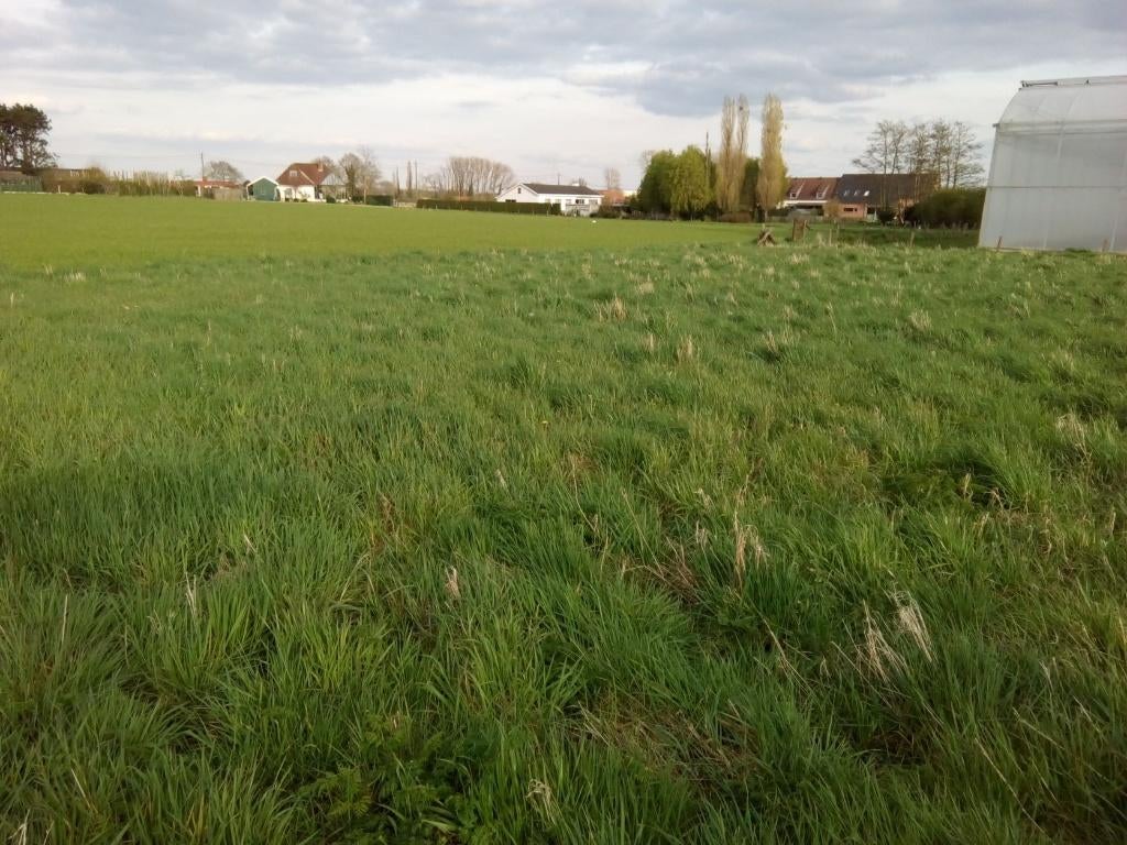 Ardooie, Te Huur: Weide 1,5 ha voor beloop van paarden, Weidegang, 4 paarden of pony's of meer