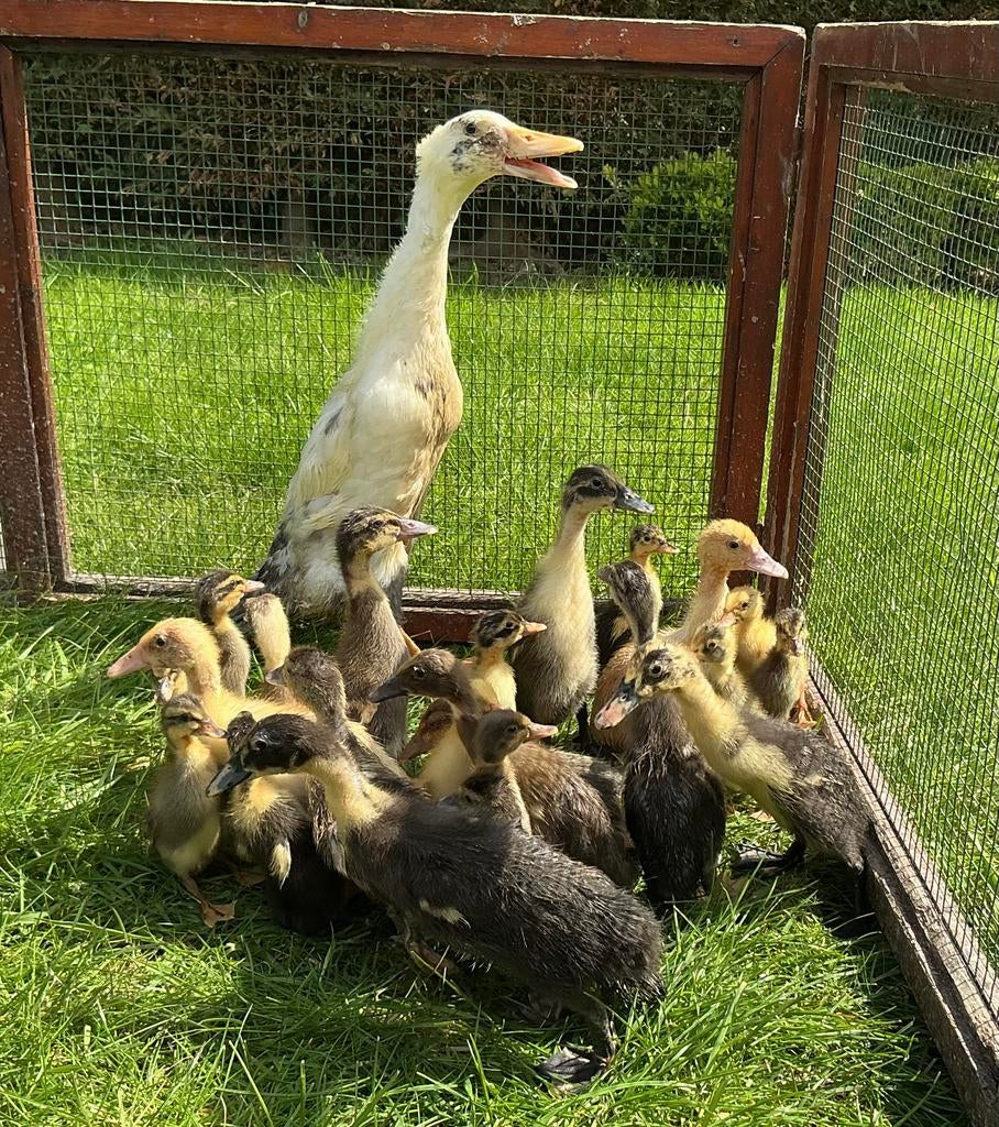 Indische loopeend kuikens, Geslacht onbekend, Eend