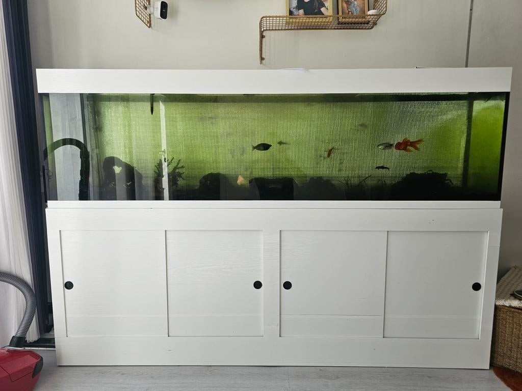 Aquarium complet, Animaux & Accessoires, Enlèvement, Comme neuf, Aquarium d'eau douce rempli