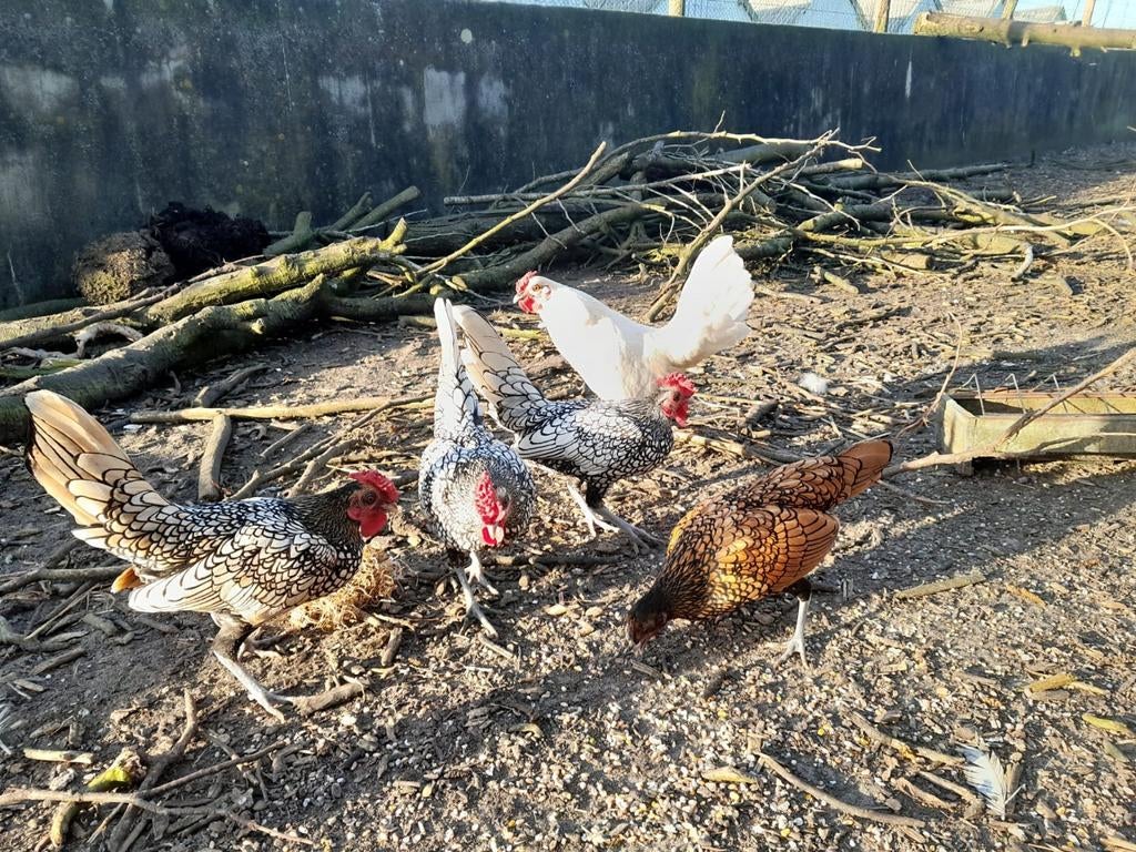 Sebright haantjes, Mannelijk, Kip