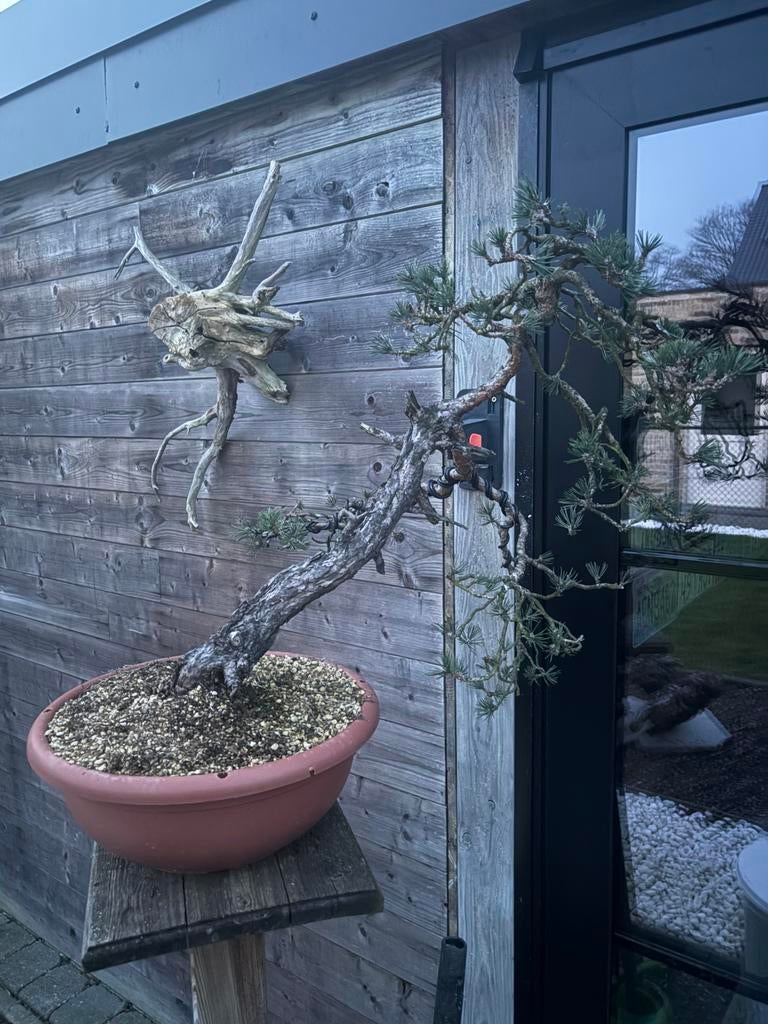 Bonsai sylvesteris, Tuin en Terras, Ophalen