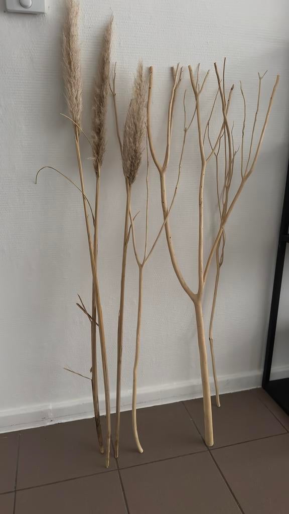Decoratie tak/pampam, Huis en Inrichting, Woonaccessoires | Droogbloemen, Ophalen, Zo goed als nieuw