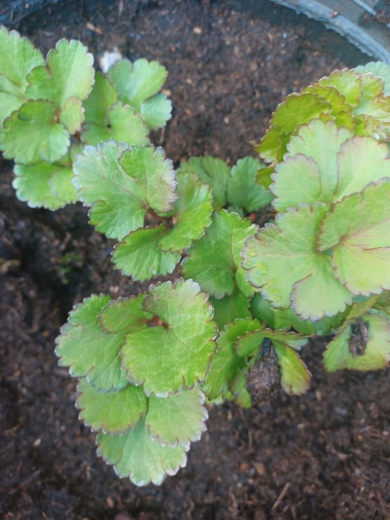 Zee-lavas ( Ligusticum scoticum), Ophalen, Halfschaduw, Overige soorten, Minder dan 100 cm