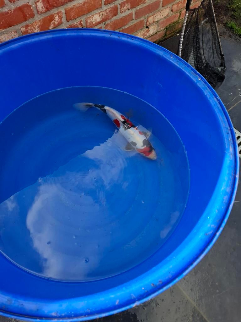 Japanse koi, Dieren en Toebehoren, Vissen | Vijvervissen, Karper of Koi