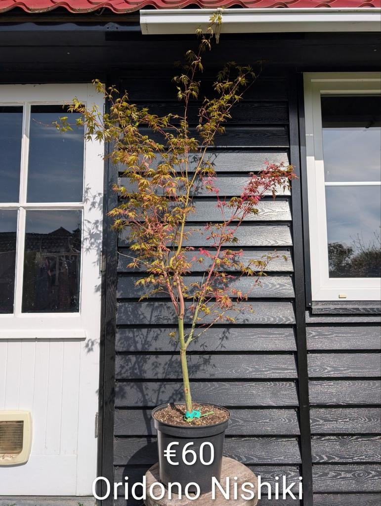 Acer palmatum Oridono Nishiki japanse esdoorn, Tuin en Terras, Planten | Bomen, Ophalen, In pot